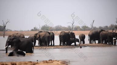大象群喝水非洲大象群喝水湖荒野